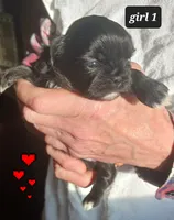 Jaz- Girl 1, a female Shih Tzu for sale in Orland Park, IL – Photo 2 of 3