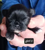 Jaz- Girl 1, a female Shih Tzu for sale in Orland Park, IL – Photo 3 of 3