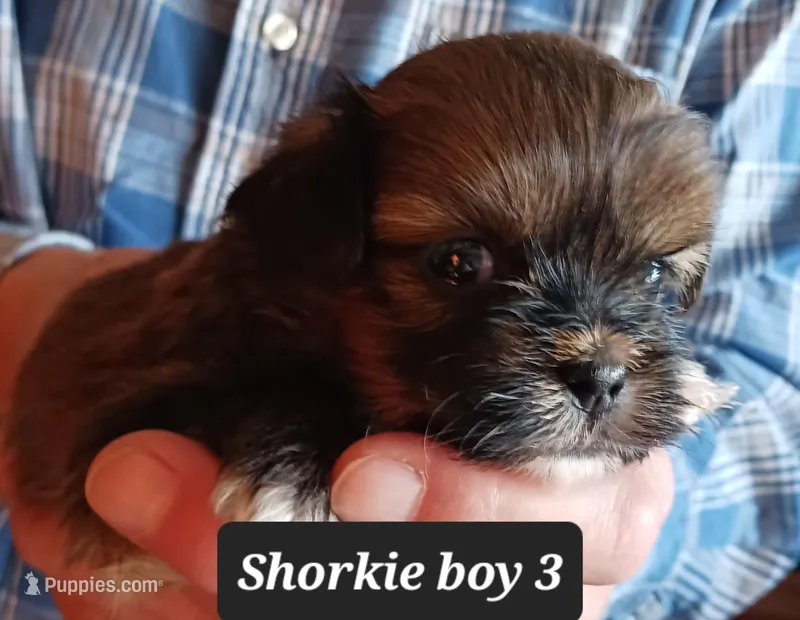 Luna  Boy 3 – Shorkie puppy for sale in Orland Park, IL