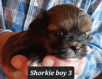 Luna  Boy 3, a male Shorkie for sale in Orland Park, IL – Photo 1 of 4