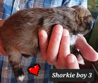 Luna  Boy 3, a male Shorkie for sale in Orland Park, IL – Photo 2 of 4