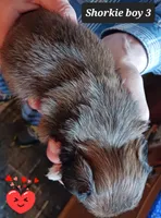 Luna  Boy 3, a male Shorkie for sale in Orland Park, IL – Photo 4 of 4