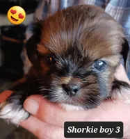 Luna  Boy 3, a male Shorkie for sale in Orland Park, IL – Photo 3 of 4