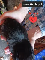 Luna - boy 1, a male Shorkie for sale in Orland Park, IL – Photo 2 of 4