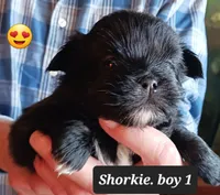 Luna - boy 1, a male Shorkie for sale in Orland Park, IL – Photo 1 of 4