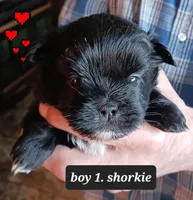 Luna - boy 1, a male Shorkie for sale in Orland Park, IL – Photo 3 of 4