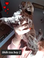 Bambi- Boy 2, a male Shih Tzu for sale in Orland Park, IL – Photo 3 of 4