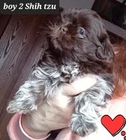 Bambi- Boy 2, a male Shih Tzu for sale in Orland Park, IL – Photo 1 of 4