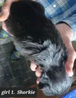 Luna Girl 1, a female Shorkie for sale in Orland Park, IL – Photo 2 of 3