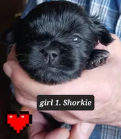 Luna Girl 1, a female Shorkie for sale in Orland Park, IL – Photo 1 of 3