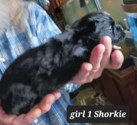 Luna Girl 1, a female Shorkie for sale in Orland Park, IL – Photo 3 of 3