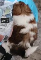 Ruby's Girl, a female Shih Tzu for sale in Orland Park, IL – Photo 5 of 6