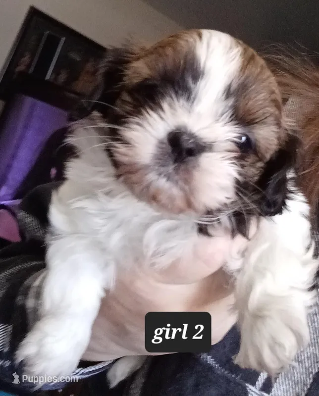 Ruby's Girl – Shih Tzu puppy for sale in Orland Park, IL