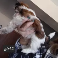 Ruby's Girl, a female Shih Tzu for sale in Orland Park, IL – Photo 6 of 6