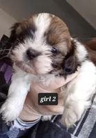Ruby's Girl, a female Shih Tzu for sale in Orland Park, IL – Photo 2 of 6
