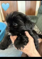 Shorkie Boy, a male Shih Tzu and Yorkshire Terrier for sale in Orland Park, IL – 1 of 5