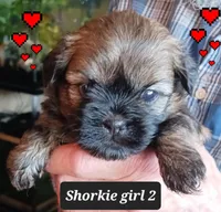 Luna Girl 2, a female Shorkie for sale in Orland Park, IL – Photo 3 of 5