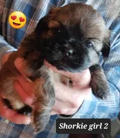 Luna Girl 2, a female Shorkie for sale in Orland Park, IL – Photo 1 of 5