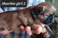 Luna Girl 2, a female Shorkie for sale in Orland Park, IL – Photo 5 of 5