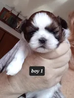 Lucys boy - 1, a male Shih Tzu for sale in Orland Park, IL – Photo 1 of 4