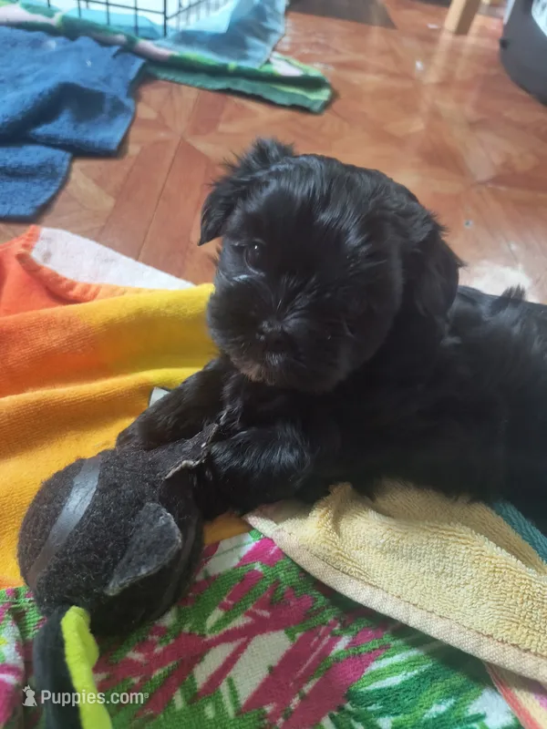 Godiva – Mal Shi puppy for sale in Greensboro, NC
