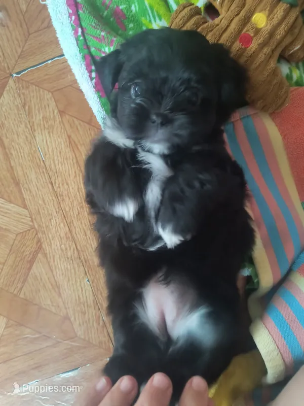 Dorothy – Mal Shi puppy for sale in Greensboro, NC