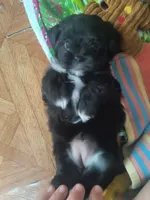 Dorothy, a female Mal Shi for sale in Greensboro, NC – 1 of 4
