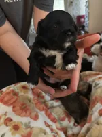 Dorothy, a female Mal Shi for sale in Greensboro, NC – 2 of 4