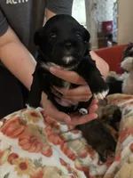 Dorothy, a female Mal Shi for sale in Greensboro, NC – 4 of 4