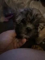 Darla, a female Mal Shi for sale in Greensboro, NC – 3 of 3