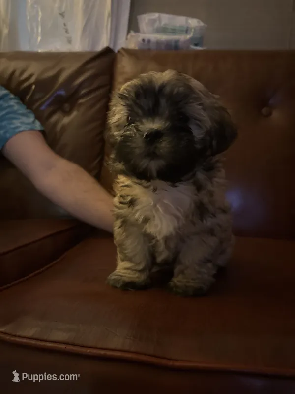 Darla – Mal Shi puppy for sale in Greensboro, NC