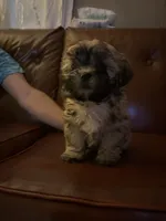 Darla, a female Mal Shi for sale in Greensboro, NC – 1 of 3