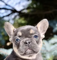Piper, a female French Bulldog for sale in Elkton, SD – 3 of 9