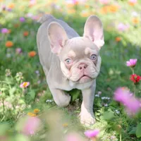 Quinn, a female French Bulldog for sale in Elkton, SD – 4 of 8