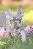 Quinn, a female French Bulldog for sale in Elkton, SD – 2 of 8