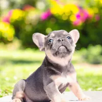Piper, a female French Bulldog for sale in Elkton, SD – 4 of 9