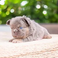 Buffy, a female French Bulldog for sale in Elkton, SD – 2 of 4