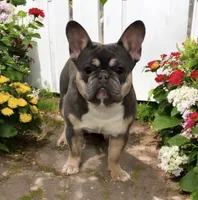 Piper, a female French Bulldog for sale in Elkton, SD – 5 of 9