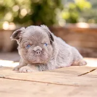 Buffy, a female French Bulldog for sale in Elkton, SD – 3 of 4