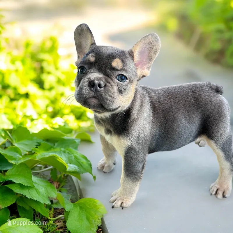Piper – French Bulldog puppy for sale in Elkton, SD