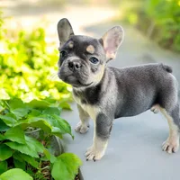 Piper, a female French Bulldog for sale in Elkton, SD – 1 of 9