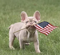 Quinn, a female French Bulldog for sale in Elkton, SD – 3 of 8