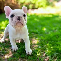 Iceman, a male French Bulldog for sale in Elkton, SD – 5 of 5