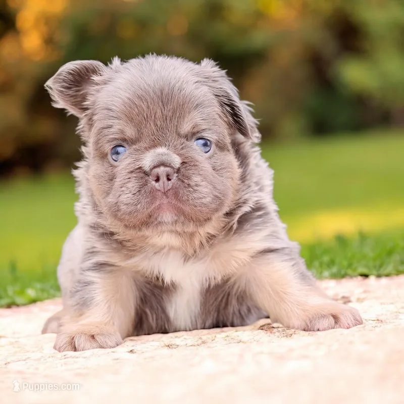 Buffy – French Bulldog puppy for sale in Elkton, SD