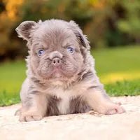 Buffy, a female French Bulldog for sale in Elkton, SD – 1 of 4