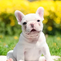 Iceman, a male French Bulldog for sale in Elkton, SD – 4 of 5