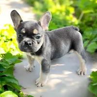Piper, a female French Bulldog for sale in Elkton, SD – 7 of 9