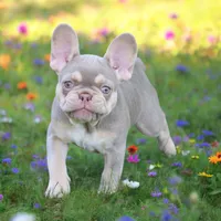 Quinn, a female French Bulldog for sale in Elkton, SD – 8 of 8
