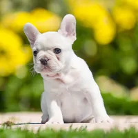 Blotz, a male French Bulldog for sale in Elkton, SD – 2 of 10