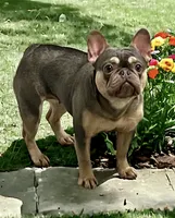 Quinn, a female French Bulldog for sale in Elkton, SD – 6 of 8